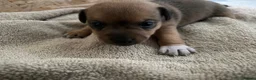 Jack Russell dogs for sale: Jack Russell Puppies - Advert 7