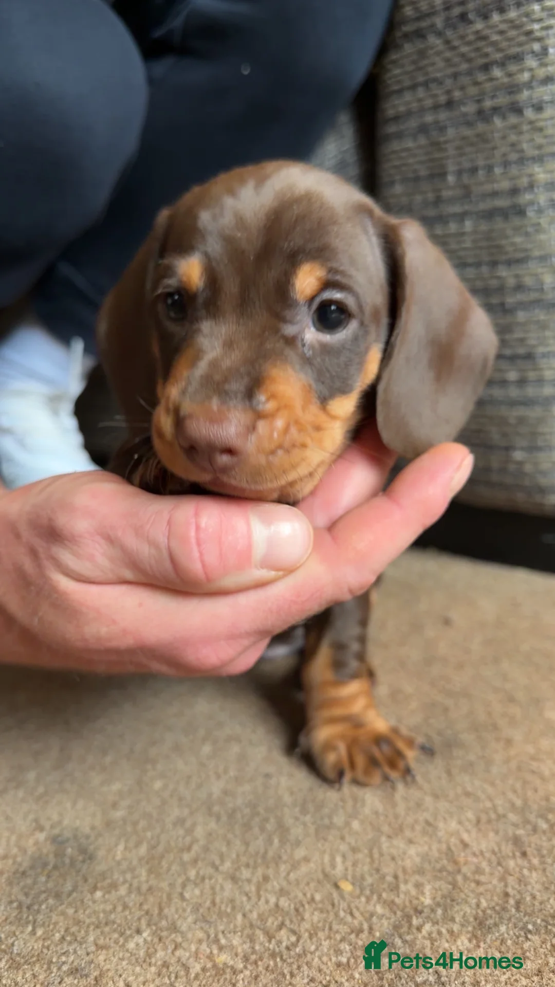 Dachshund dogs for sale: 4 beautiful boys  - Advert 7