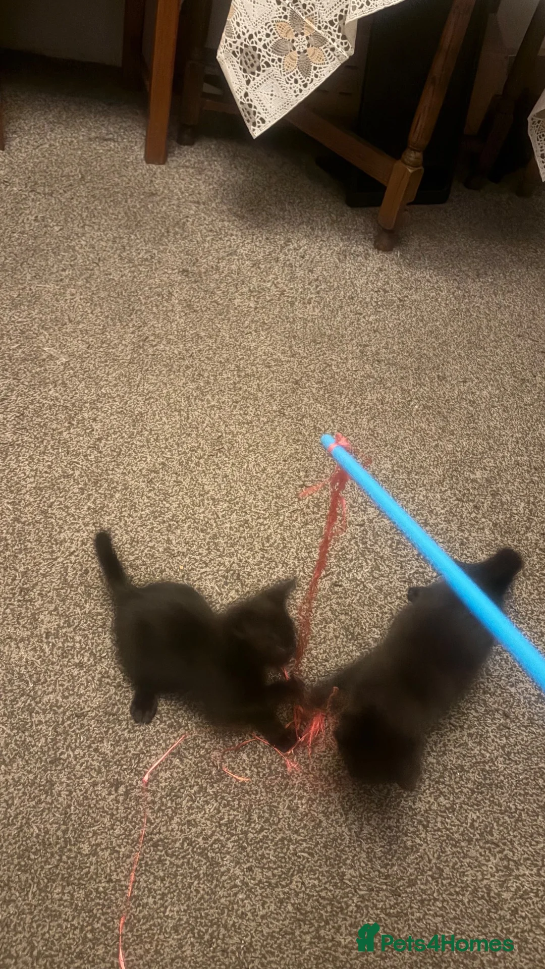 Mixed Breed cats for sale: Kittens  in Luton - Advert 13