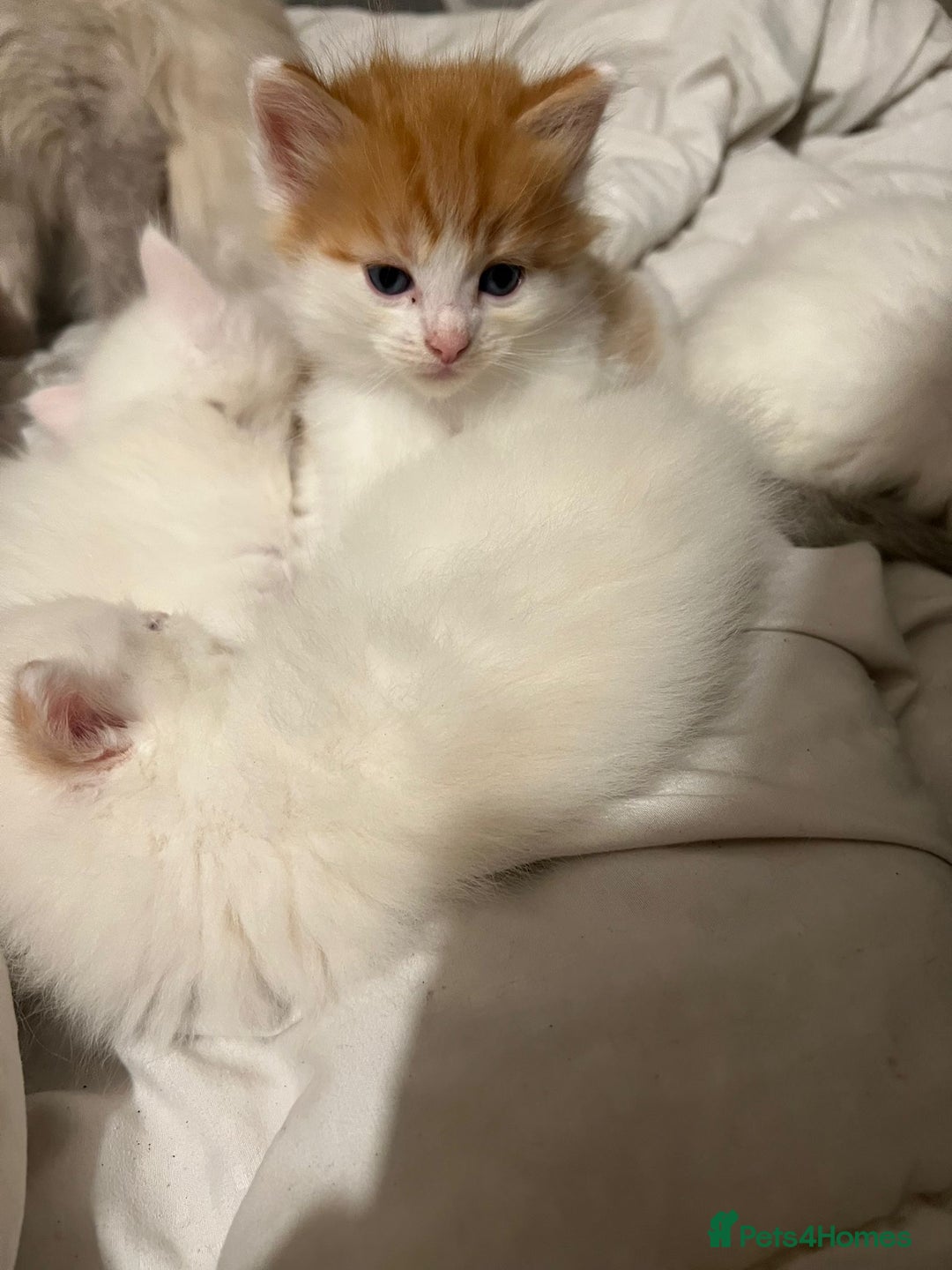 Ragdoll cats for sale: Half Ragdoll Kittens  - Advert 5