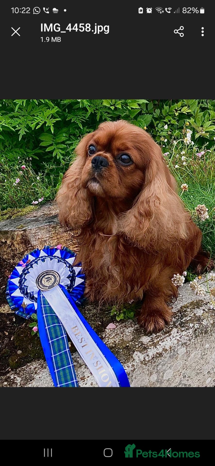 Cavalier King Charles Spaniel dogs KC,  Health Tested from Champion bloodlines  - Advert 2
