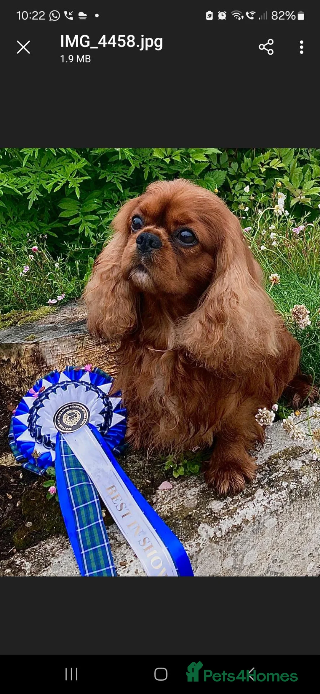 Cavalier King Charles Spaniel dogs for sale: KC,  Health Tested from Champion bloodlines  - Advert 9