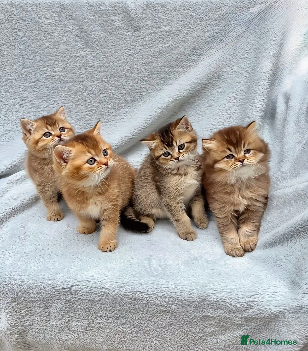 British Shorthair cats Pedigree golden British shorthair kitten chocolate - Advert 3
