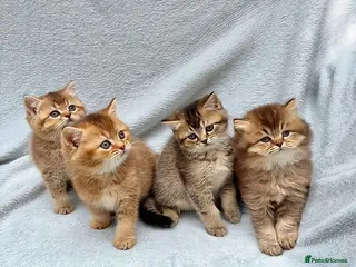 British Shorthair cats Pedigree golden British shorthair kitten chocolate - Advert 4