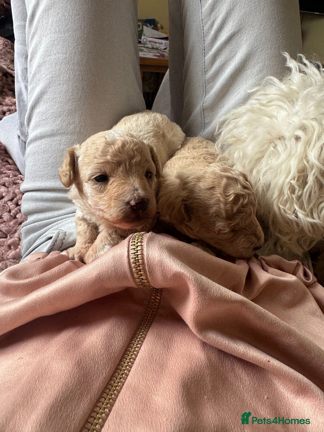 Maltipoo dogs for sale: Premium health tested toy teddybear maltipoo’s - Image 3