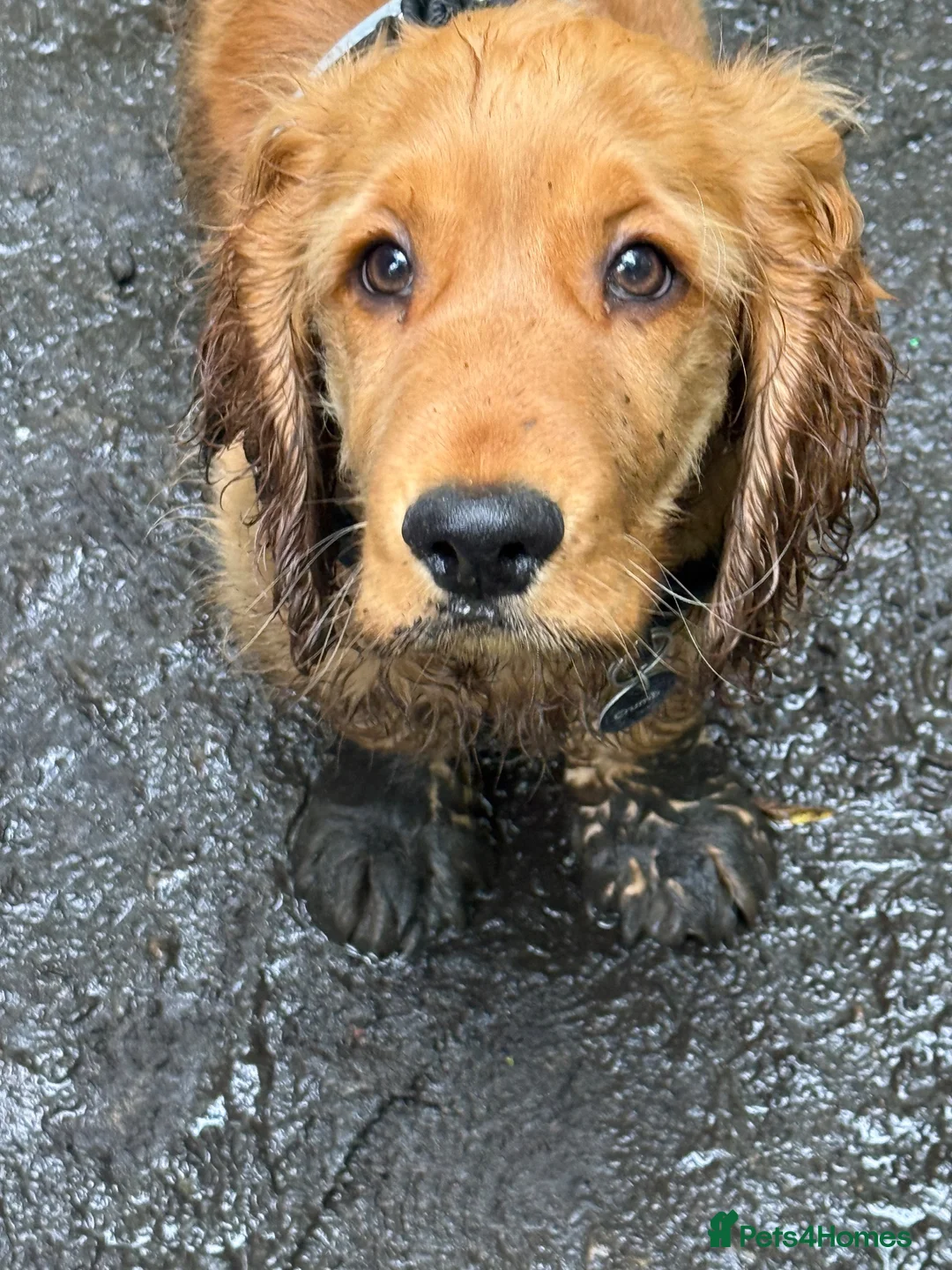 Cocker Spaniel dogs for sale: 6 Month Male Show Cocker Spaniel  - Advert 11