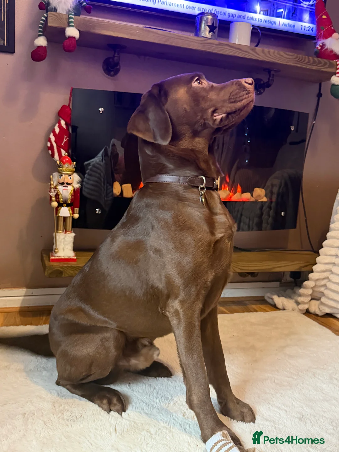 Labrador Retriever dogs for sale: Male chocolate Labrador  - Advert 2