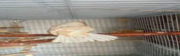 Finches birds for sale: Three fledgling Zebra Finches in London - Advert 3