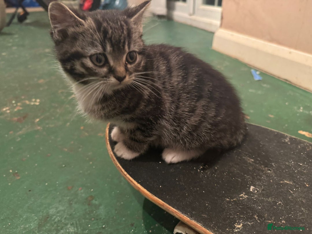 Mixed Breed cats for sale: 5 Little Furballs Looking For Loving Homes😻😻 - Advert 7