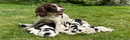 English Springer Spaniel dogs for sale: Working Springer Spaniels for sale. - Advert 6