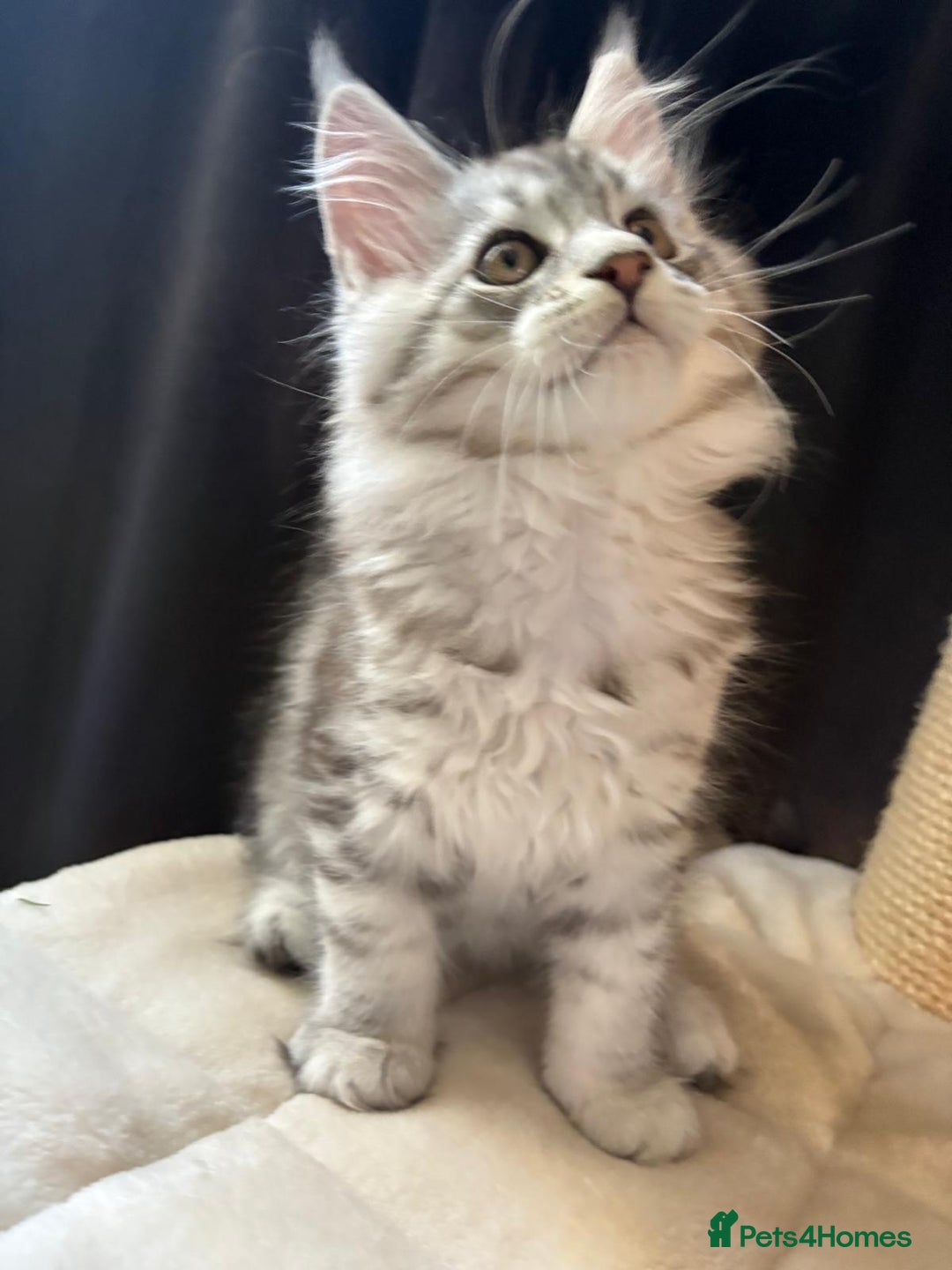Maine Coon cats for sale: XL Maine Coon Kittens for Sale – TICA Reg - Advert 27
