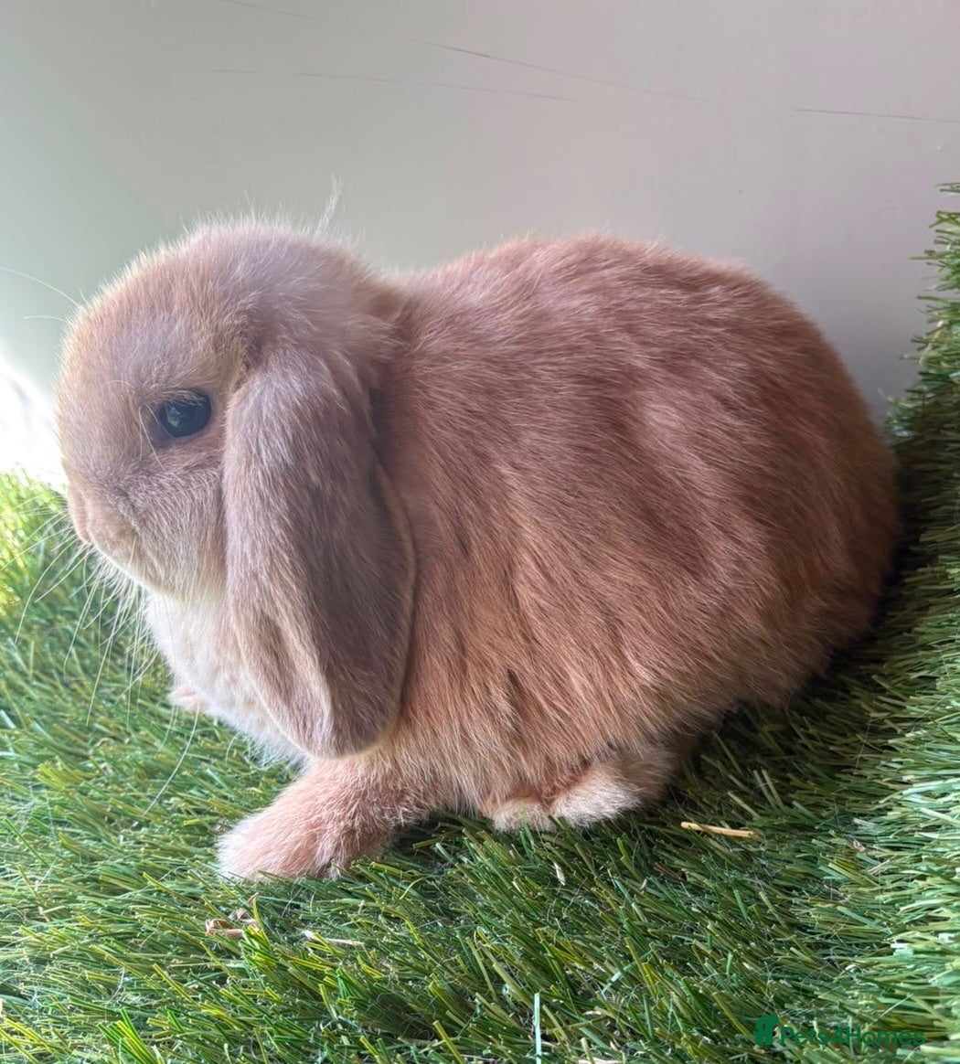 Mini Lop rabbits Stunning mini lop babies - amazing temperaments  - Advert 2