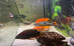 Cichlids fish for sale: Tropical fish  - Image 4