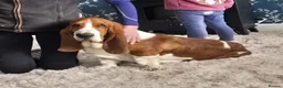 Basset Hound dogs for sale: KC BASSET HOUND PUPPIES  - Advert 3