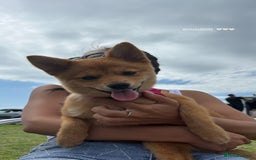 Mixed Breed dogs for sale: Beautiful 7 month old Pomshi hybrid  - Image 14