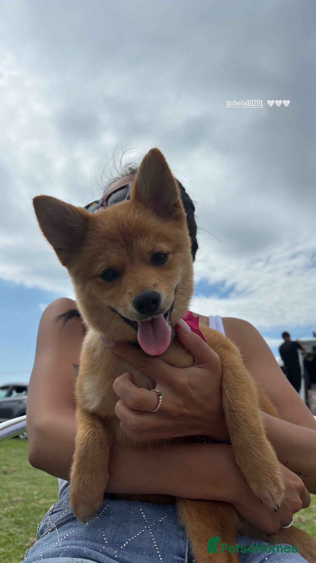 Mixed Breed dogs for sale: Beautiful 7 month old Pomshi hybrid  - Image 14