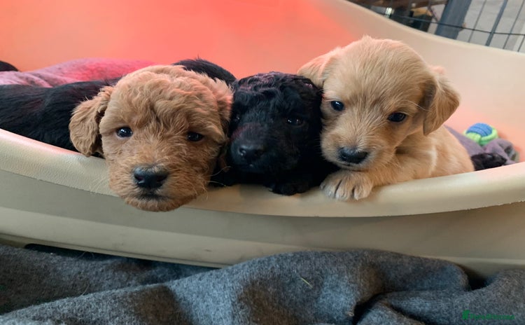 Labradoodle dogs - Advert 15