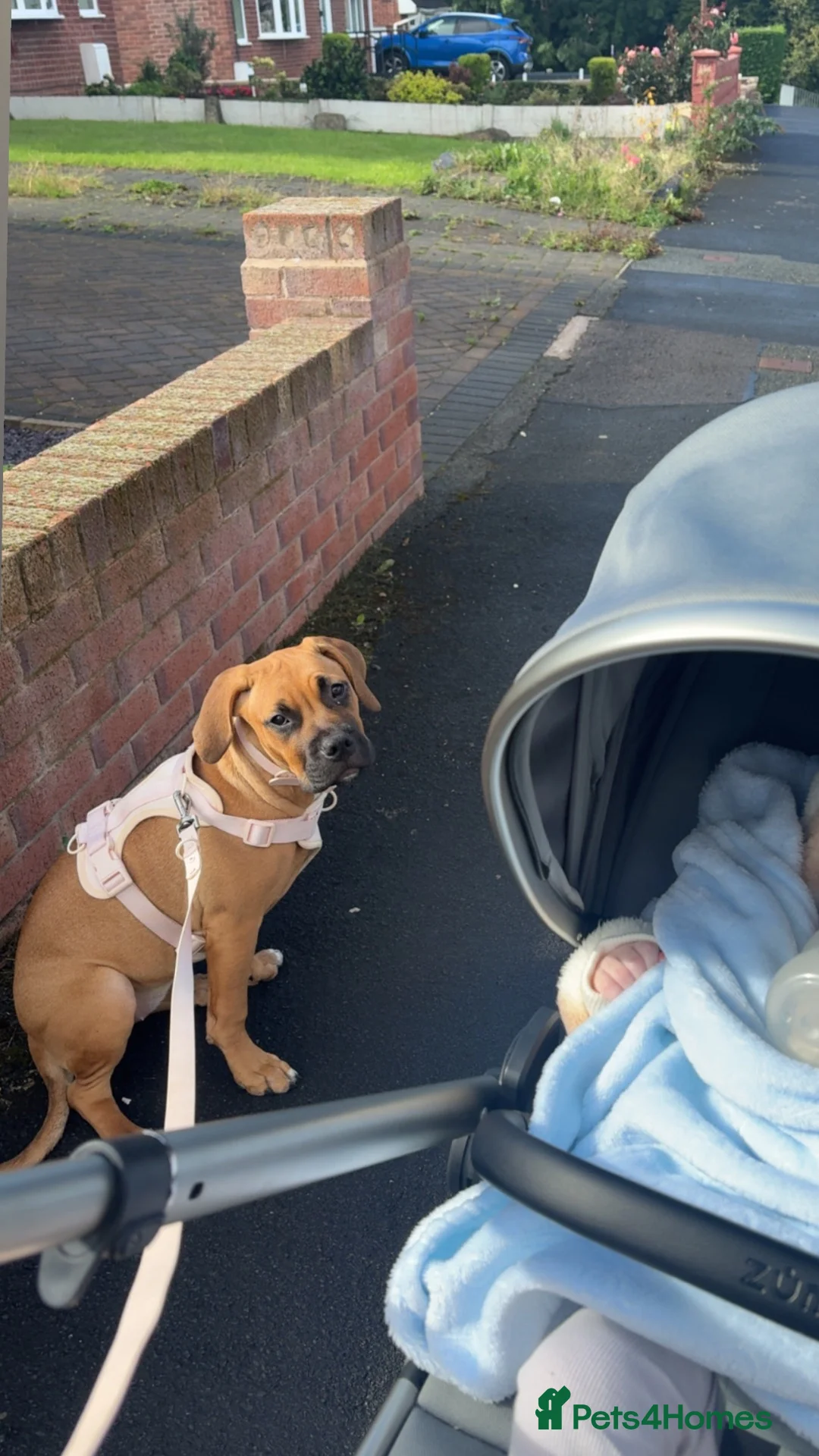 Mixed Breed dogs for sale: 7 Month Old Staffy Mastiff Cross – Loving Home - Advert 2