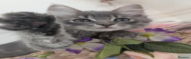 Maine Coon 4
