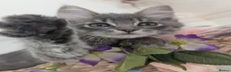 Maine Coon cats for sale: Maine coon ragdoll kittens for devoted owners in Paisley - Advert 13