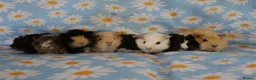 Guinea Pig rodents for sale: A tiny bundle of squeaks and love! in Glossop - Advert 1