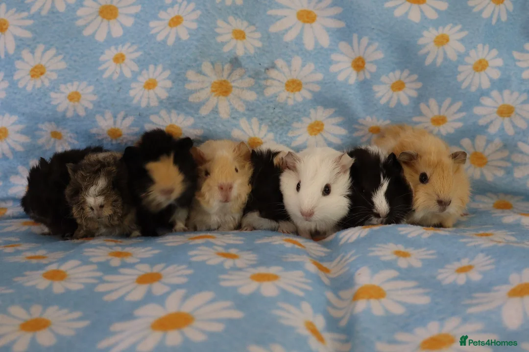 Guinea Pig rodents for sale: A tiny bundle of squeaks and love! in Glossop - Advert 1