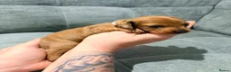 Miniature Dachshund dogs for sale: Beautiful KC Registered Puppies – 6 Boys & 1 Girl - Advert 5