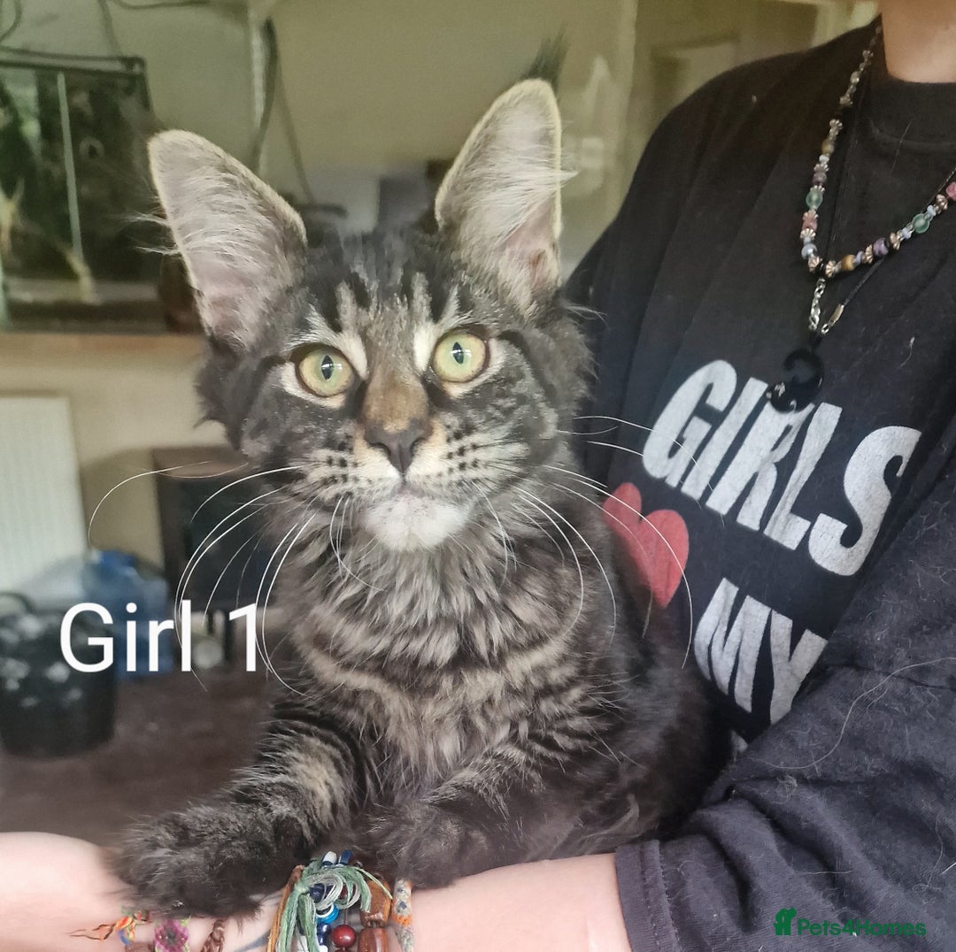 Maine Coon cats for sale: 6 month Mianecoon kitten for sale  - Image 4