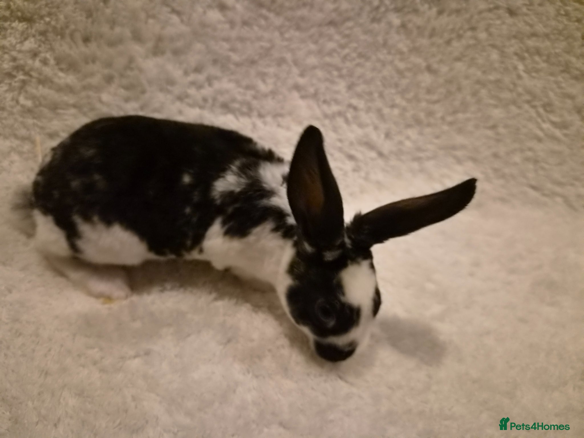 Rex rabbits 3 rex cross white spot rabbits for sale  - Advert 2