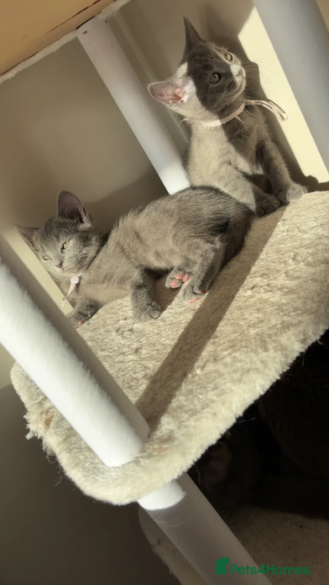 Russian Blue cats for sale: Russian blue x British shorthair  - Advert 21