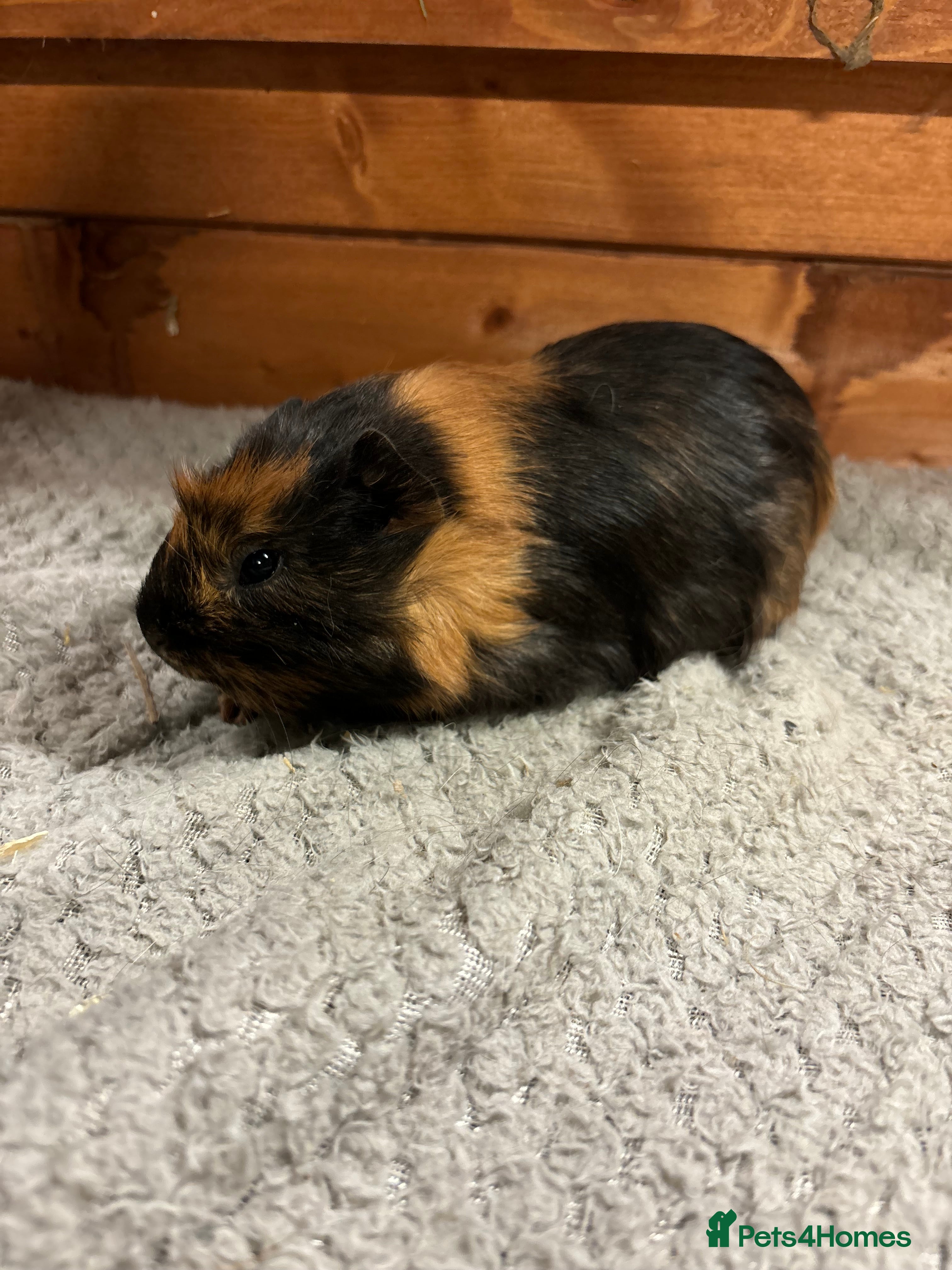 Guinea Pig rodents Female guinea pigs - Advert 6