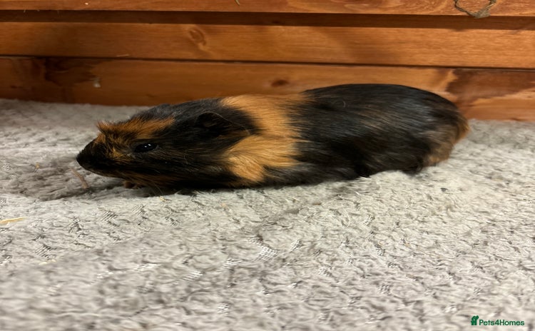 Guinea Pig rodents - Advert 15