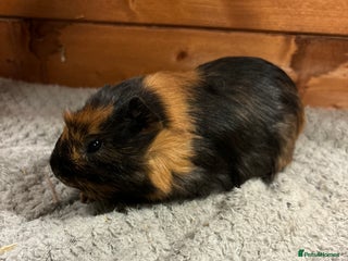 Guinea Pig rodents - Advert 4