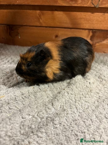 Guinea Pig rodents - Advert 15