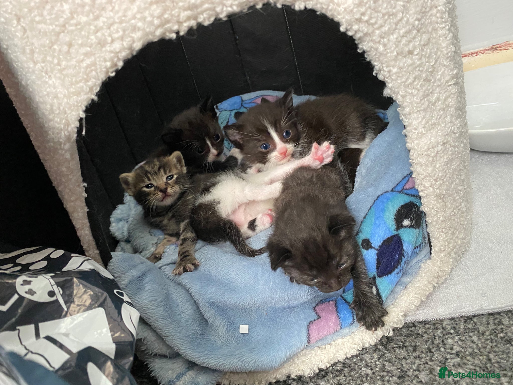 Ragdoll cats Ragdoll mixed breeds - Advert 6