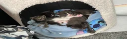 Ragdoll cats for sale: Ragdoll mixed breeds - Advert 1