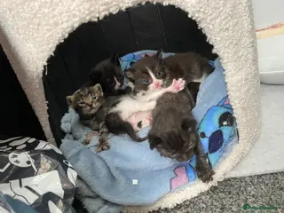 Ragdoll cats Ragdoll mixed breeds - Advert 6