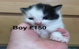 British Shorthair cats for sale: Beautiful kittens  - Image 6
