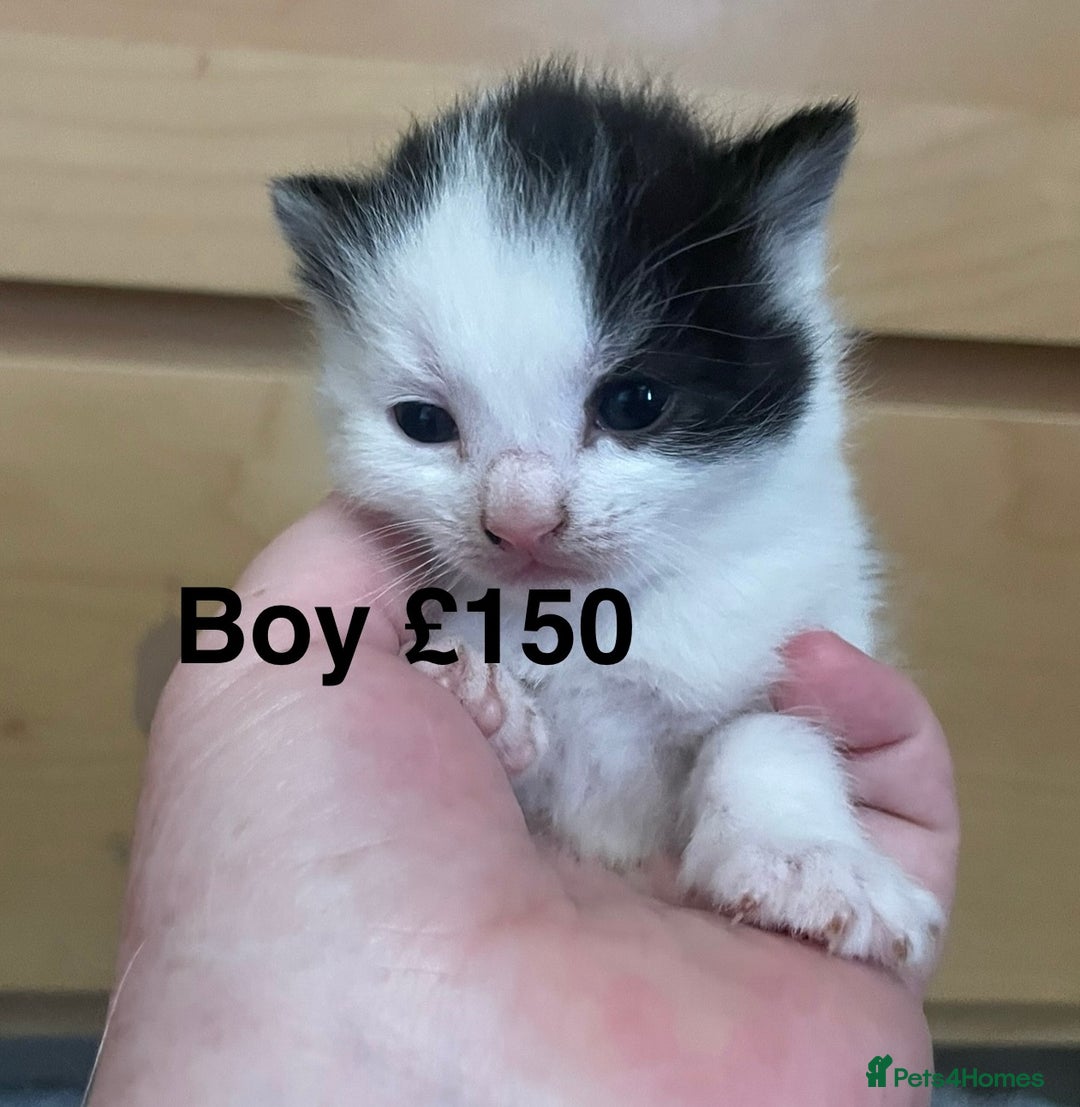 British Shorthair cats for sale: Beautiful kittens  - Image 6