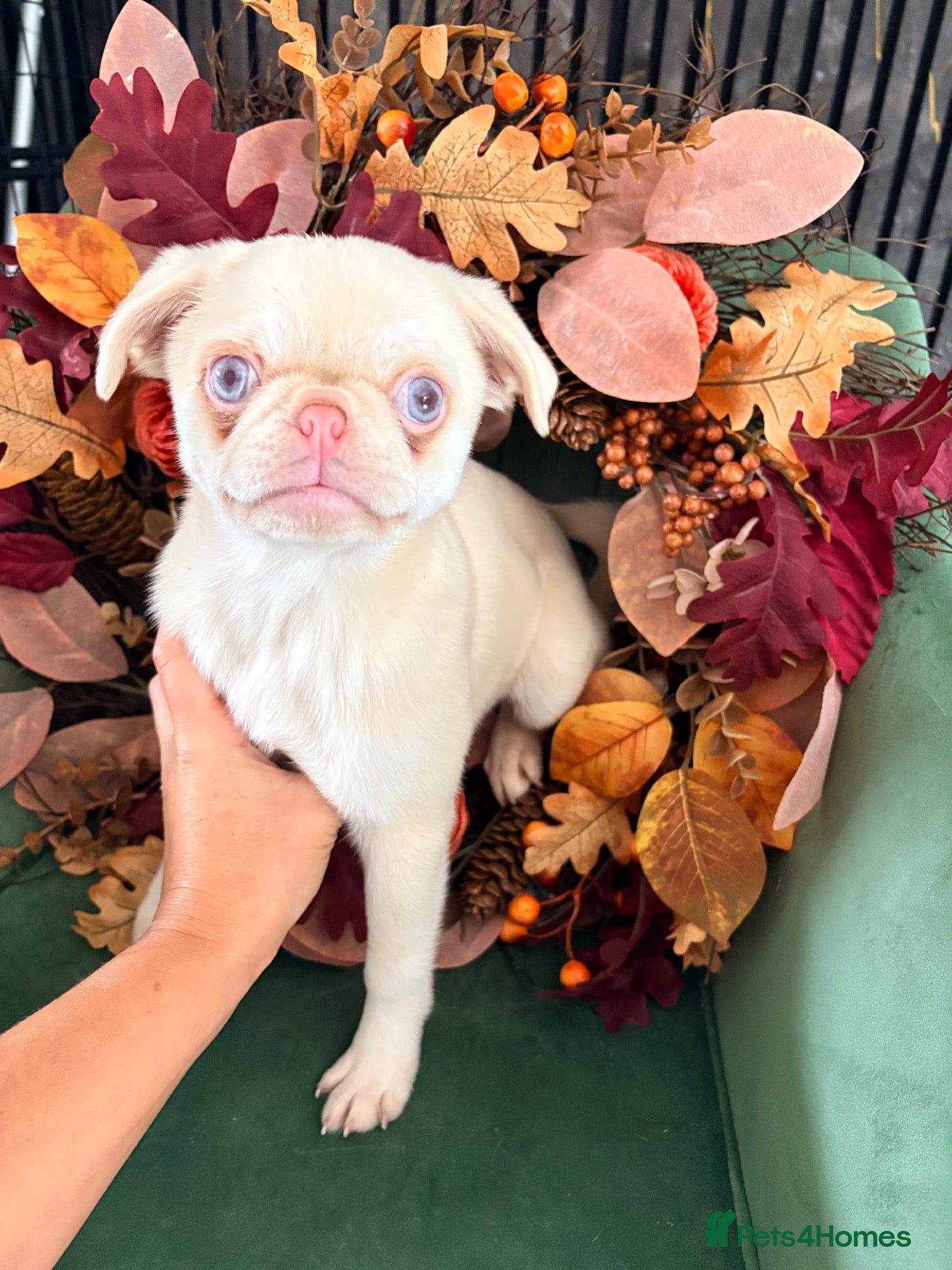 Pug dogs ***one left*** pink pug females 💖 - Advert 23