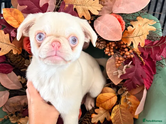 Pug dogs ***one left*** pink pug females 💖 - Advert 23