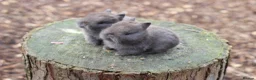Netherland Dwarf rabbits for sale: Purebred Netherland dwarf - Advert 9