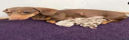 Miniature Dachshund dogs for sale: Kennel club Miniature Dachshunds  - Advert 5