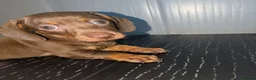 Miniature Dachshund dogs for sale: Miniature Dachshund puppies 3 left !! - Advert 3