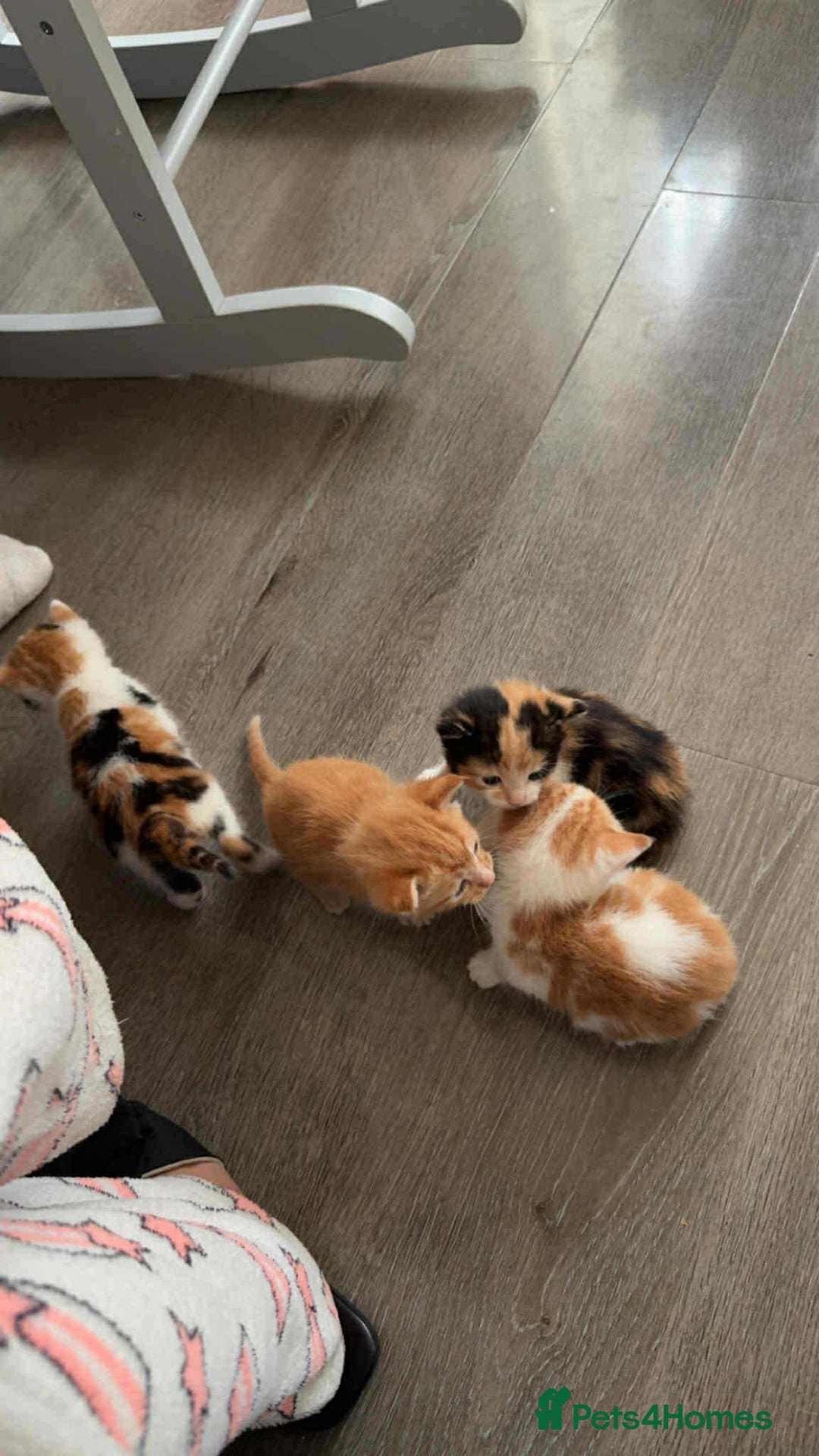 Mixed Breed cats for sale: I have four kittens for sale  - Image 2
