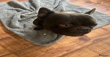 French Bulldog dogs - Advert 14