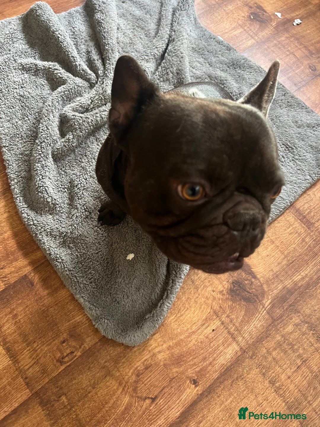 French Bulldog dogs for sale: 🐶 KC Registered Male French Bulldog – 1yr 9mo - Image 3