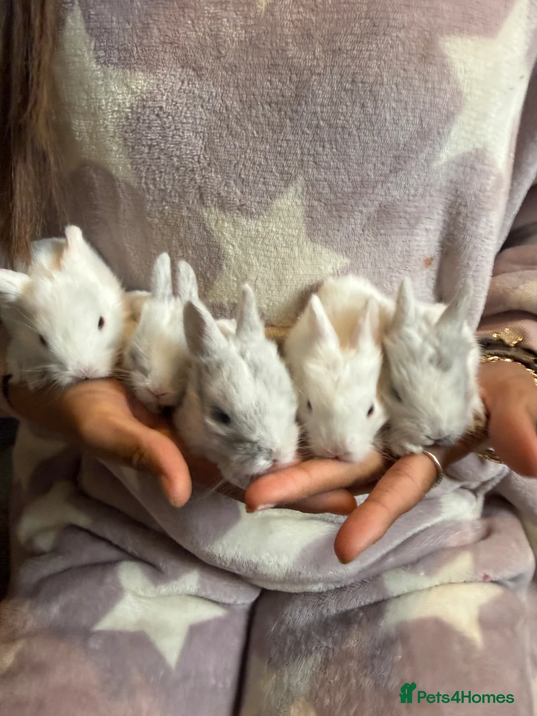 Lionhead rabbits for sale: 5 baby lion heads for sale in Pontefract - Advert 2
