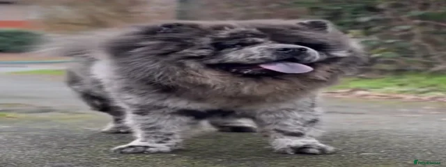 Merlin