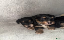 Jack Russell dogs for sale: 3 beautiful jack russle puppy’s  - Image 6
